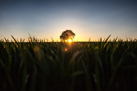 ree in the field, sunset shotの写真素材