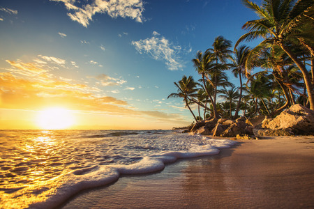 Palm trees on the tropical beach, Dominican Republicの写真素材
