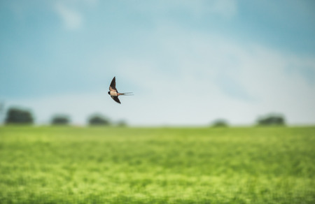 swallow in flight over the field