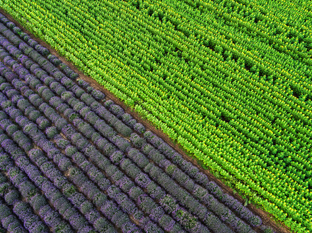 Aerial view of a landscape with lavender fieldの写真素材