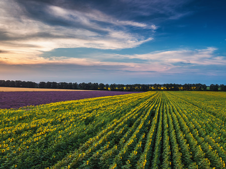 Aerial view of a landscape with lavender fieldの写真素材