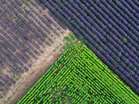 Aerial view of a landscape with lavender and sunflower fieldの写真素材