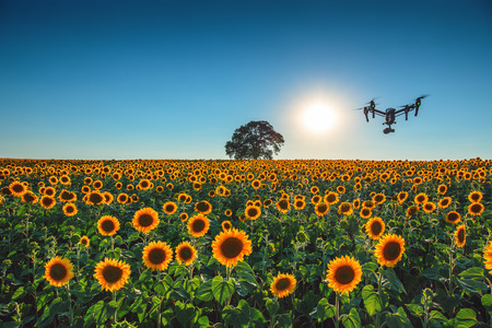 Flying drone and sunflower wheat field
