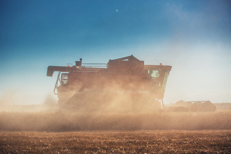Combine harvester agriculture machine harvesting golden ripe wheat fieldの写真素材