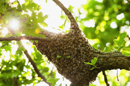 Honeybee swarm hanging at the tree in natureの写真素材