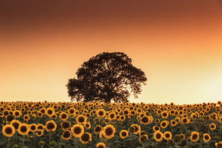 Sunset over the field of sunflowers and treeの写真素材