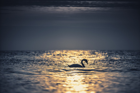 White swan in the sea with blue dark background on the sunriseの写真素材