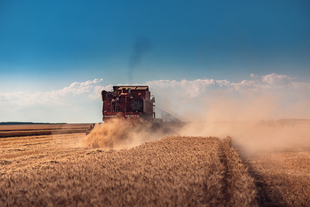 Combine harvester agriculture machine harvesting golden ripe wheat fieldの写真素材