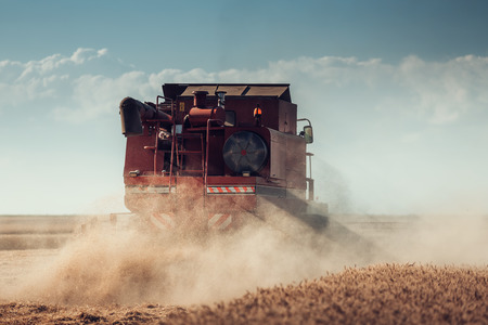 Combine harvester agriculture machine harvesting golden ripe wheat field
の写真素材