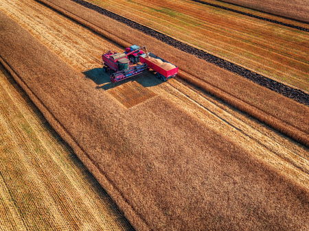Aerial view of Combine harvester agriculture machine harvesting golden ripe wheat field
の写真素材
