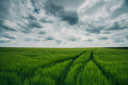 Beautiful sunset on wheat field and blue sky with cloudscapeの写真素材