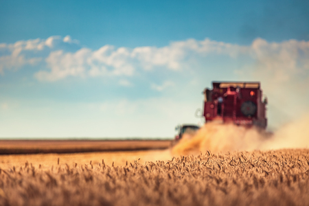 Combine harvester agriculture machine harvesting golden ripe wheat fieldの写真素材
