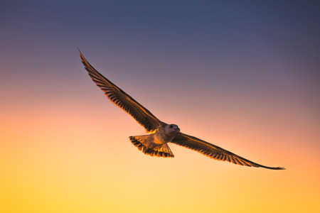 Seagull fly in the sky at sunrise.の写真素材