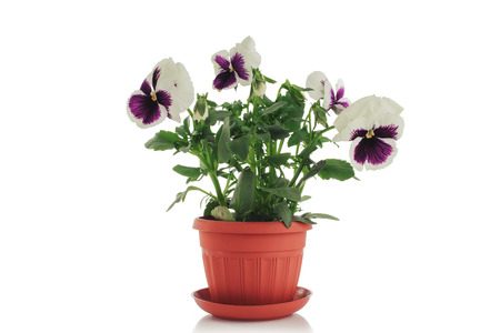 Beautiful violet flower in pot isolated on white background.の写真素材