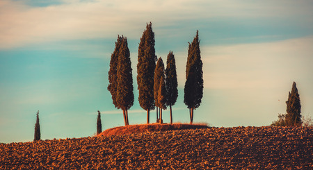 Three cypresses in Tuscany, panoramic landscape in beautiful sunrise in autumn, Val d'Orcia, Italyの写真素材
