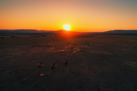 Aerial view of brown horses runing on the sunset background.の写真素材