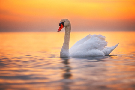 White swan in the sea,sunrise shotの写真素材