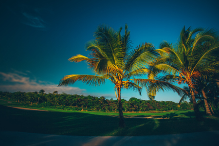 Golf course. Beautiful landscape of a golf court with palm trees in Punta Cana, Dominican Republicの写真素材