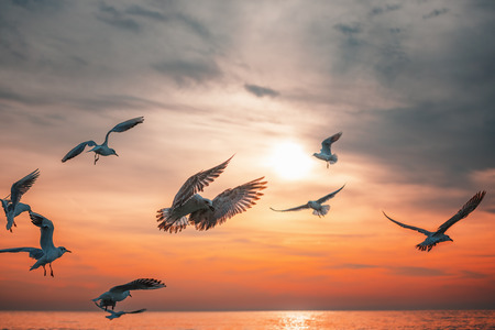 Seagull fly in the sky at sunrise.の写真素材