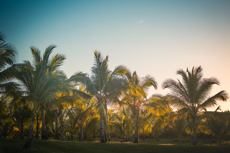 Golf course in the tropical islandの写真素材