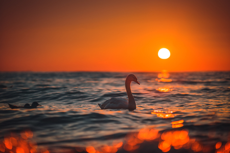 White swan in the sea,sunrise shotの写真素材