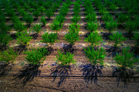 Aerial view of tree plantation in Europe.の写真素材