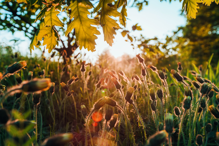 Macro shot of yellow dandelions shining at sunset.の写真素材