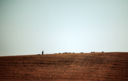 Shepherd and herd of sheep.の写真素材