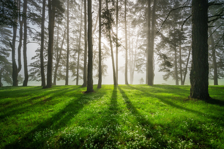 Forest landscape and morning fog in spring.の写真素材