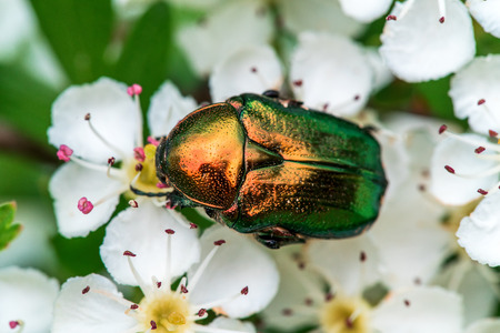 Green beautiful beetle sits on a white flower in a summer garden.