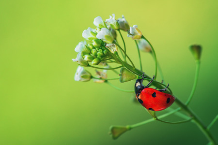Ladybug on green leaf plant with white petals, flower, close up.の写真素材