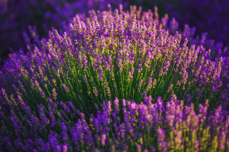 Lavender flower blooming scented fields in endless rows.の写真素材