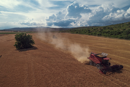 Aerial view on the combine working on the large wheat field.