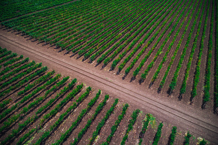 Aerial autumn view over vineyard in Europe.