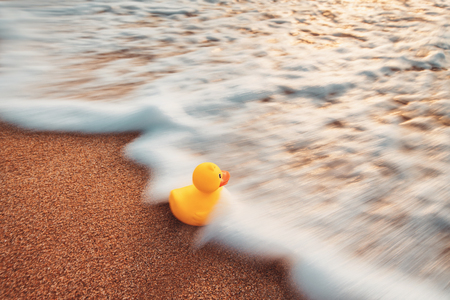 Yellow rubber duck toy floating in water. Sunrise on the beach.の写真素材