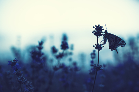 Lavender flowers with butterfly.の写真素材