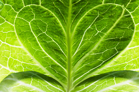 Fresh Green Cabbage Leaf with heart shape texture background.