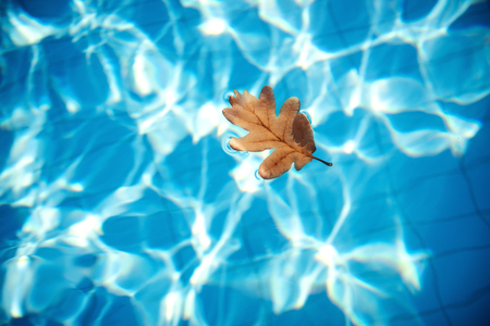 Orange autumn oak leaf floating in clear blue water in the swimming pool .の写真素材