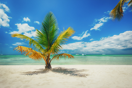 Palm trees on white sandy beach in Caribbean sea, Saona island. Dominican Republicの写真素材