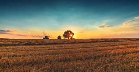 Combine harvester machine working in a wheat field at sunset. Lonely tree.の写真素材