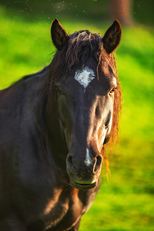 Wild horse grazing fresh grass in the meadow. Bulgaria, Europeの写真素材