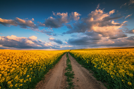 Sunset over the rapeseed field, beautiful spring dayの写真素材