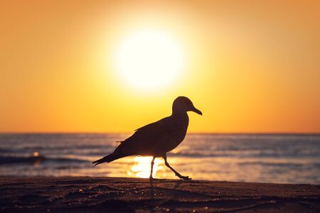 Seagull on the beach sand against the sea.の写真素材