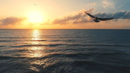 Seagull over the sea - aerial view seascape.