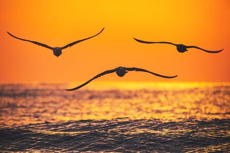 Flying seagulls over the sea on sunrise