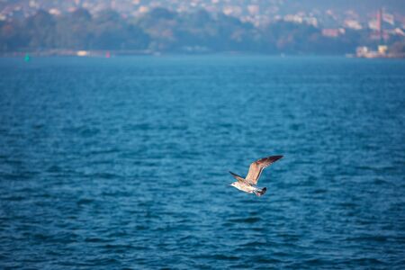 Flying seagull over the blue seaの写真素材