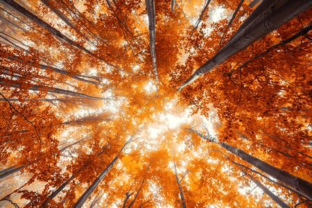 Beautiful nature at morning in the misty autumn forest with sun rays