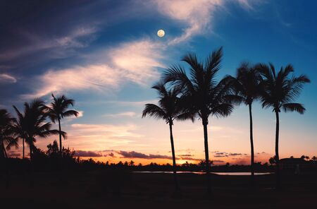 Silhouettes of palm trees against the moon and sky during a tropical night.の写真素材