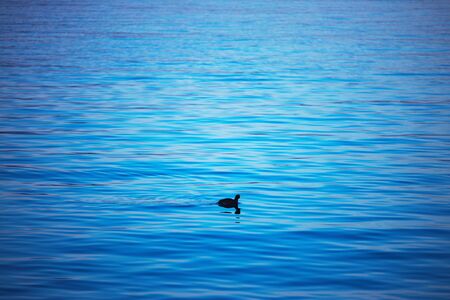 Little duck swimming on blue ripple water