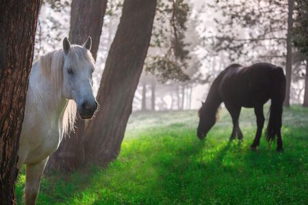 Horses in a forest at misty sunrise.の写真素材